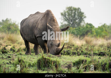 Breitmaulnashorn (Ceratotherium Simum), Uganda, Afrika Stockfoto