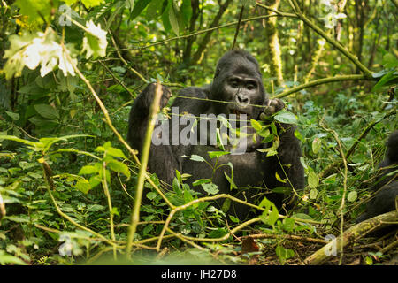 Berggorilla (Beringei Beringei), Bwindi Impenetrable Forest, UNESCO-Weltkulturerbe, Uganda, Afrika Stockfoto