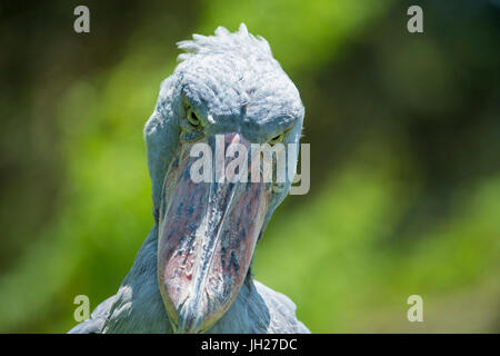 Schuhschnabel (Balaeniceps Rex), Uganda, Afrika Stockfoto