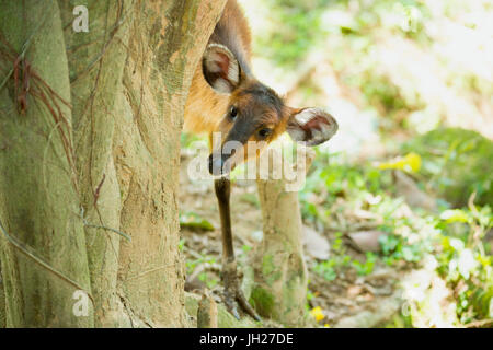 Gemeinsamen Duiker (Sylvicapra Grimmia), Uganda, Afrika Stockfoto