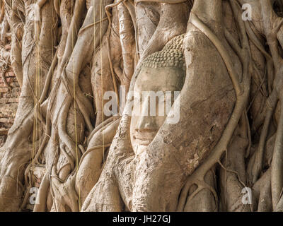 Buddha-Kopf in ein Baum, Ayutthaya, UNESCO World Heritage Site, Thailand, Südostasien, Asien Stockfoto