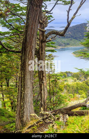 Südlichen Magellanschen subpolaren Laubwald in Wulaia Bucht, Isla Navarino, Murray Kanal, Patagonien, Chile, Südamerika Stockfoto