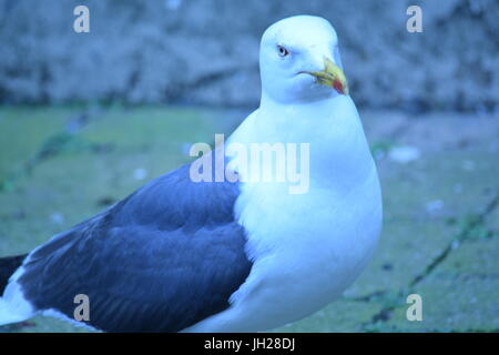Mehr schwarz-unterstützte Möve Stockfoto