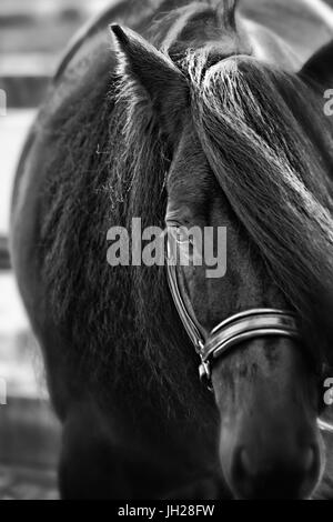 Eine isolierte Aufnahme eines Pferdes in schwarz / weiß Stockfoto