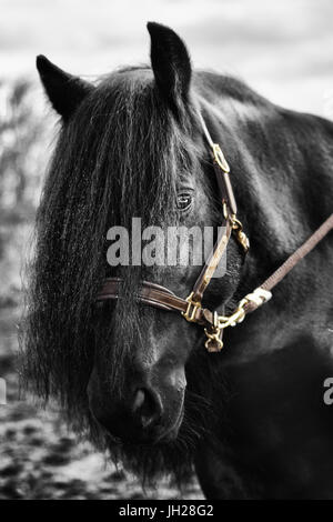 Eine isolierte Aufnahme eines Pferdes in schwarz / weiß Stockfoto