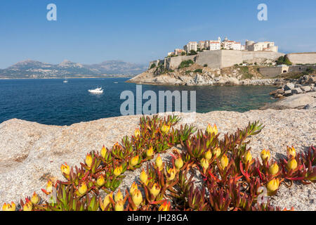 Blumen auf Felsen umrahmen die befestigte Zitadelle, umgeben durch das klare Meer, Calvi, Balagne Region, Korsika, Frankreich, mediterran Stockfoto