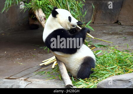 Fat Panda essen Bambus Stockfoto