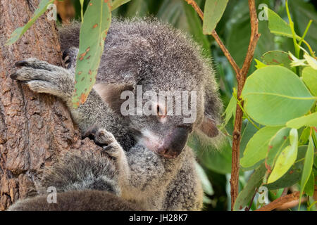 Koala (Phascularctos Cinereus), Gefangenschaft, Australien, Pazifik Stockfoto