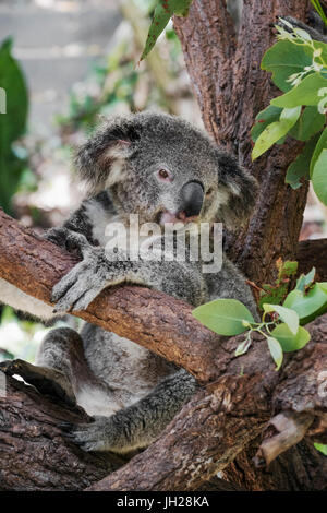 Koala (Phascularctos Cinereus), Gefangenschaft, Australien, Pazifik Stockfoto