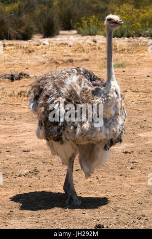 Strauß in Strauß-Safari-Park, Oudsthoorn, Südafrika, Afrika Stockfoto