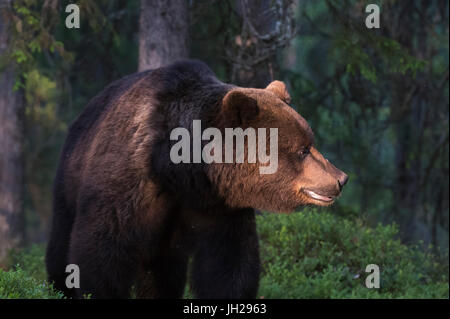 Die Filterung durch das Laub leuchtet eines europäischen Braunbär (Ursus Arctos), Kuhmo, Finnland, Europa Stockfoto