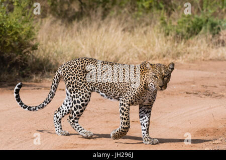 Ein Leopard (Panthera Pardus) Spaziergänge entlang einer Straße, Afrika, Ostafrika, Samburu National Reserve, Kenia Stockfoto