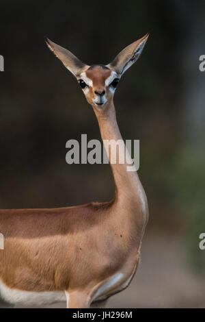 Afrika, Ostafrika, Samburu National Reserve, Kenia, Gerenuk (Litocranius Walleri) Stockfoto