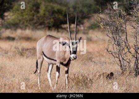 Beisa Oryx (Oryx Gazella Beisa) Kalama Conservancy, Samburu, Kenia, Ostafrika, Afrika Stockfoto