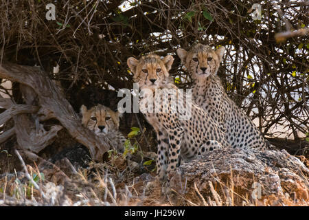 Porträt von drei jungen Geparden (Acinonyx Jubatus), Samburu National Reserve, Kenia, Ostafrika, Afrika Stockfoto