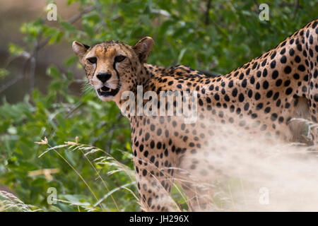 Porträt eines Geparden (Acinonyx Jubatus), Samburu National Reserve, Kenia, Ostafrika, Afrika Stockfoto