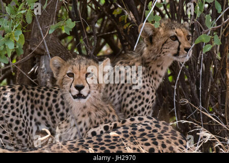 Gepard (Acinonyx Jubatus), Afrika, Ostafrika, Samburu National Reserve, Kenia Stockfoto