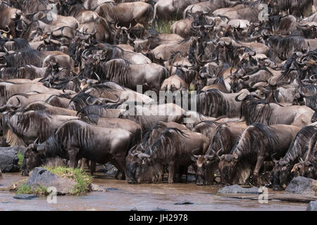 Östlichen weißen bärtigen Gnus (Connochaetes Taurinus), am Mara River Bank, Masai Mara, Kenia, Ostafrika, Afrika Stockfoto