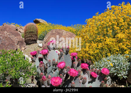 Beavertail Kaktus und Brittlebush, Anza-Borrego Desert State Park, Borrego Springs, San Diego County, Kalifornien, USA Stockfoto