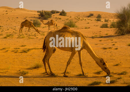 Racing Kamele, aufgewachsen in Dubai Desert, Dubai, Aran Emiräte, Nahost Stockfoto