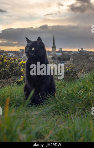 Eine schwarze Katze sitzt auf einem Hügel mit einem Stadt-Hintergrund bei Sonnenuntergang Stockfoto
