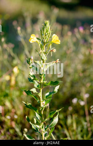 Offen gelb Oenothera Biennis Blume, auch bekannt als gemeinsame Nachtkerze, abendliche Zweiminuten, Abendstern und Sonne-Tropfen. Die Blüten öffnen sich am Abend Stockfoto