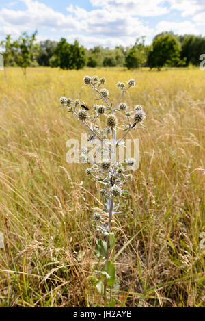 Eryngium Campestre Blumen, auch bekannt als Feld Eryngo, auf einer Wiese in der Nähe von Kiew, Ukraine Stockfoto