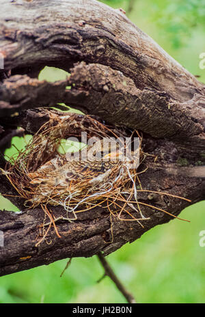 Bay-backed shrike, ((lanius Vittatus), Junge im Nest, Keoladeo Ghana National Park, Bharatpur, Rajasthan, Indien Stockfoto