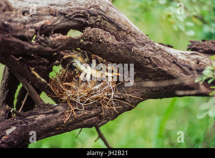 Bay-backed shrike, ((lanius Vittatus), Junge im Nest, Keoladeo Ghana National Park, Bharatpur, Rajasthan, Indien Stockfoto