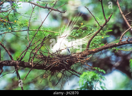 Intermediate Egret, (Ardea intermedia), anzeigen Zucht Gefieder am Nest, Keoladeo Ghana National Park, Bharatpur, Rajasthan, Indien Stockfoto