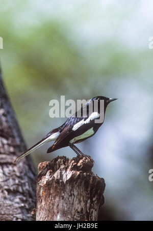 Männliche Orientalische magpie - Robin, (Copsychus saularis), Keoladeo Ghana National Park, Bharatpur, Rajasthan, Indien Stockfoto