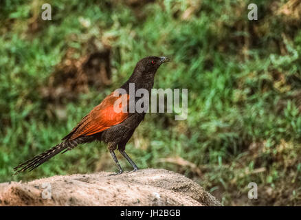 Greater Coucal, (Centropus Sinenesis), stehend auf der Karkasse, Keoladeo Ghana National Park, Bharatpur, Rajasthan, Indien Stockfoto