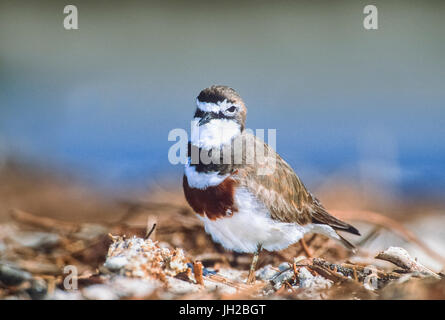 Zucht Double-Banded Plover, (Charadrius bicinctus), Byron Bay, New South Wales, Australien Stockfoto