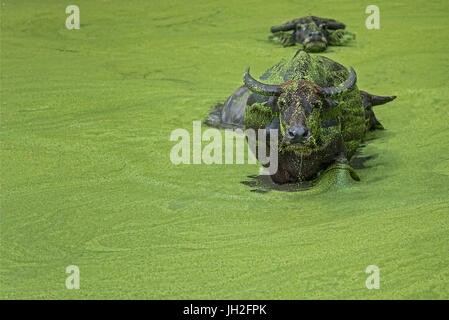 Asiatische Wasserbüffel zu Fuß aus einem hellen Grün Algen bedeckt Teich an der Kamera durch andere folgten. Stockfoto