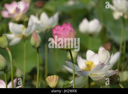 Los Angeles, Kalifornien, USA. 12. Juli 2017. Lotusblumen blühen im Echo Park in Los Angeles auf Mittwoch, 12. Juli 2017 Credit: Ringo Chiu/ZUMA Draht/Alamy Live News Stockfoto