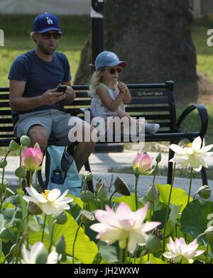 Los Angeles, Kalifornien, USA. 12. Juli 2017. Lotusblumen blühen im Echo Park in Los Angeles auf Mittwoch, 12. Juli 2017 Credit: Ringo Chiu/ZUMA Draht/Alamy Live News Stockfoto