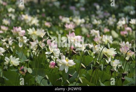 Los Angeles, Kalifornien, USA. 12. Juli 2017. Lotusblumen blühen im Echo Park in Los Angeles auf Mittwoch, 12. Juli 2017 Credit: Ringo Chiu/ZUMA Draht/Alamy Live News Stockfoto