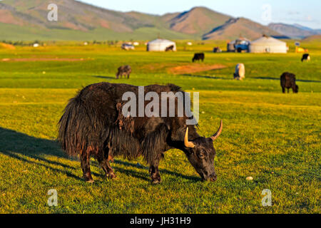 Schwarze Streifen Yak (Bos Mutus), Orkhon Tal, Mongolei Stockfoto