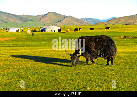 Schwarze Streifen Yak (Bos Mutus), Orkhon Tal, Mongolei Stockfoto