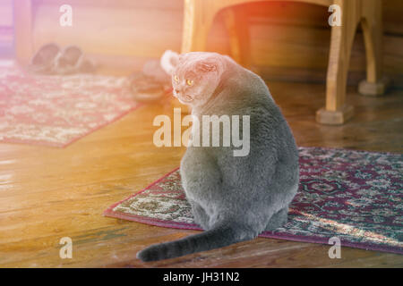 Ernst und nachdenklich blau Scottish Fold Katze sitzt auf einer Veranda eines Hauses, und auf der Suche nach irgendwo. Getönten Stockfoto