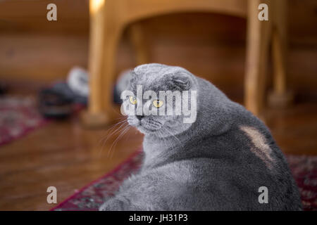 Ernst und nachdenklich blau Scottish Fold Katze sitzt auf einer Veranda eines Hauses, und auf der Suche nach irgendwo. Stockfoto