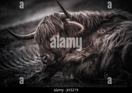 Männlich-Highland Kuh schlafen. Eine große dunkle braune Highland Kuh ist in einen Schlaf Traktor-Furchen auf den Boden gelegt. Stockfoto