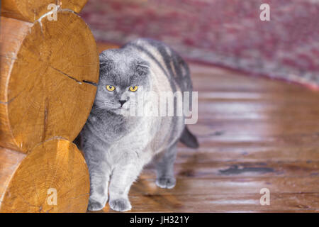 Ernst und nachdenklich blau Scottish Fold Katze in der Nähe von Blockwand auf einer Veranda eines Hauses stehen und blickte irgendwo. Stockfoto