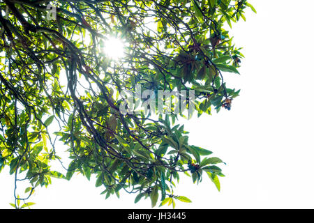 Nespolo Baum am Lago d ' Iseo, Italien Stockfoto