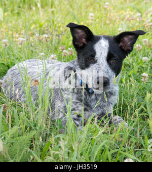 Niedlichen Heeler Welpen in Rasen im Schatten Stockfoto