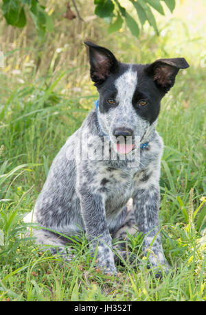 Texas Heeler Welpen sitzen im Schatten eines Baumes, die wir auf der linken Seite des Viewers Stockfoto