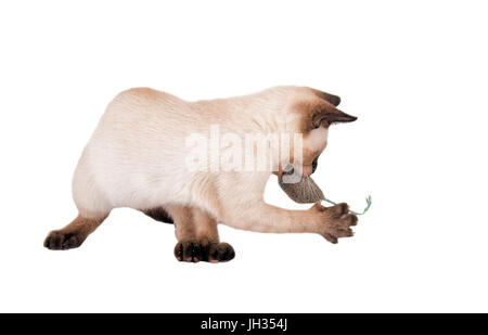 Siam Kätzchen spielen mit einem Spielzeug-Maus, isoliert auf weiss Stockfoto