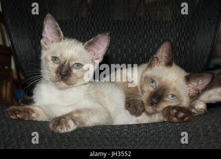 Zwei entzückende siamesische Kätzchen ruht auf einem Stuhl Stockfoto