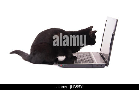 Seitenansicht einer schwarzen Katze auf einem Laptop-Bildschirm, mit ihren Pfoten auf der Tastatur auf weißem Hintergrund Stockfoto