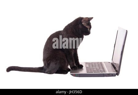 Schwarze Katze, die auf der Suche an einem Laptopbildschirm mit ihren Pfoten auf dem Mauspad, isoliert auf weiss Stockfoto